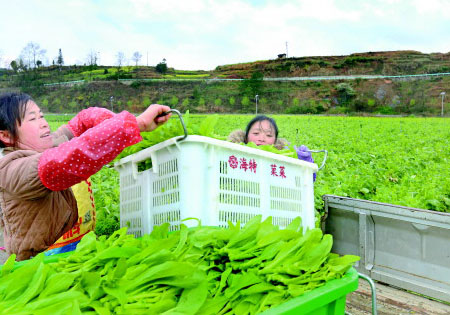 现摘新鲜蔬菜